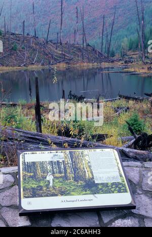 Ryan Lake (in Mt St Helens Blast Zone), Gifford Pinchot National Forest, Washington Stockfoto