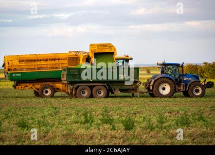 Anglian Pea Growers, Bawdsey, Suffolk, England. Stockfoto