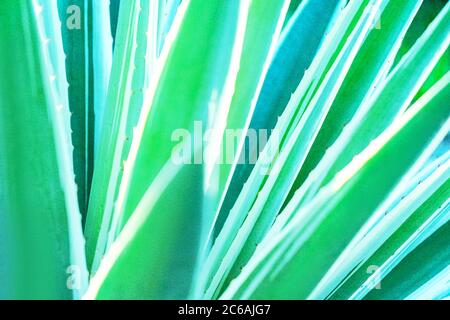 Abstrakt gestreiften natürlichen Hintergrund. Details der spanischen Dolchblätter - yucca gloriosa variegata. Stockfoto
