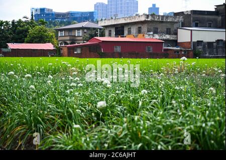 Daxi Schnittlauch, Taiwan - SEP 08, 2019: September in den Herbst vor dem schönen Daxi Chinesen Stockfoto