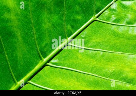 Schöne tropische natürliche Palmenblatt Hintergrund. Sansibar Island, Afrika. Urlaubskonzept. Stockfoto