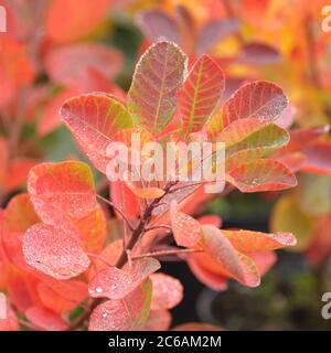 Perueckenstrauch Cotinus coggygria Junge Dame Stockfoto