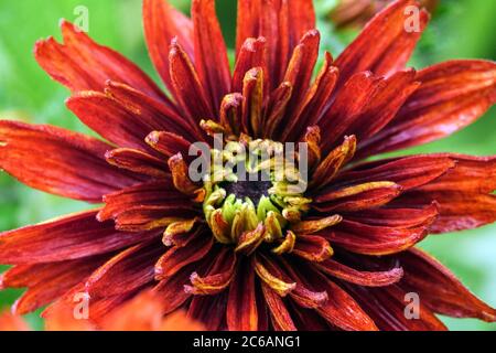 Susan Rudbeckia hirta 'Cherokee Sunset' Stockfoto