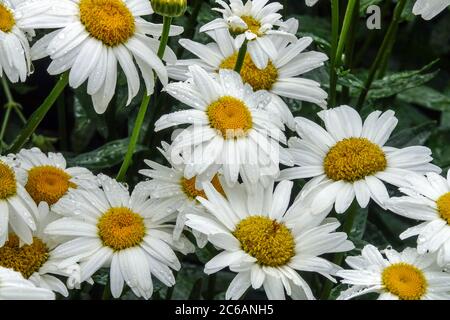 White Shasta Daisy Leucanthemum x superbum ‘Yvonne’ Stockfoto