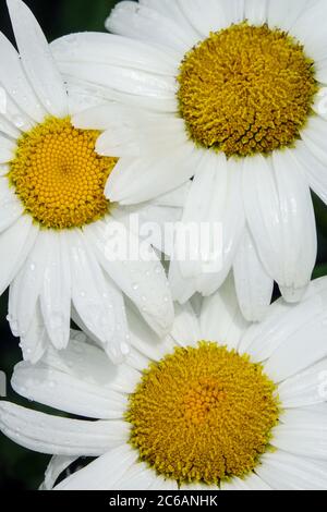 Leucanthemum x superbum ‘Juno’ Stockfoto