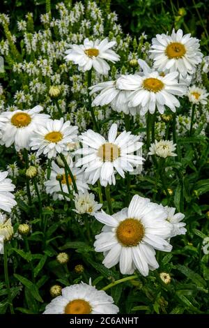 Weißes Leucanthemum x Superbum Stockfoto