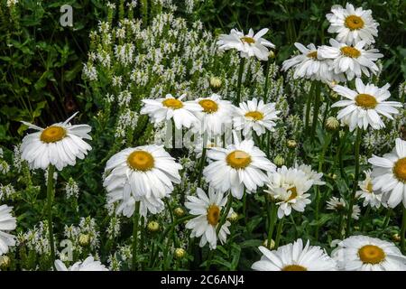 Weißes Leucanthemum x Superbum Stockfoto