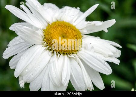 Weiße Leucanthemum x superbum blühende Blume Stockfoto