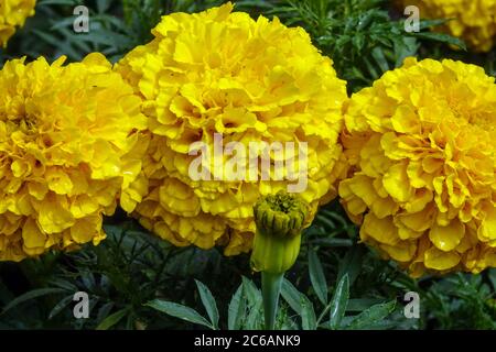 Afrikanische Marigold Tagetes erecta 'Gold Lady' Stockfoto