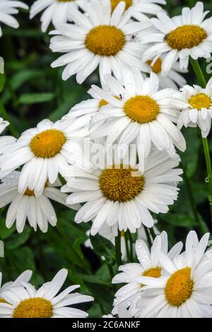 Leucanthemum x superbum ‘Juno’ Stockfoto