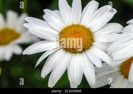 Leucanthemum x superbum ‘Juno’ Stockfoto