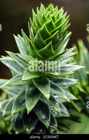 Araucaria araucana Stockfoto