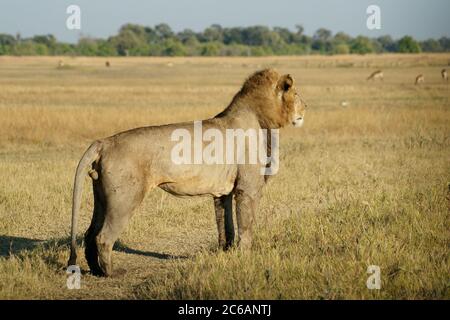 Löwe (Panthera leo), Khwai Konzession, Moremi Game Reserve, Botswana Stockfoto