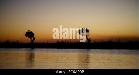 Treescape, Chobe National Park, Bostwana Stockfoto