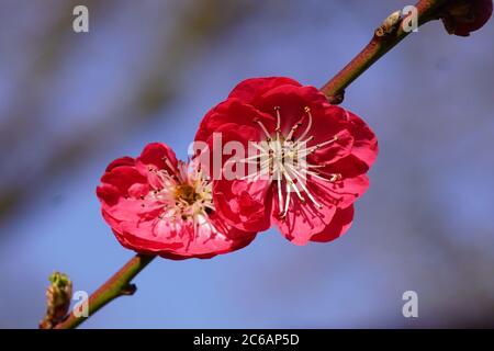 Bunte Blüten im Frühling des Pfirsichbaumes, Prunus persica Melred. Bergen, Niederlande, März 2020. Stockfoto