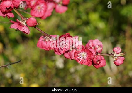 Bunte Blüten im Frühling des Pfirsichbaumes, Prunus persica Melred. Bergen, Niederlande, März 2020. Stockfoto