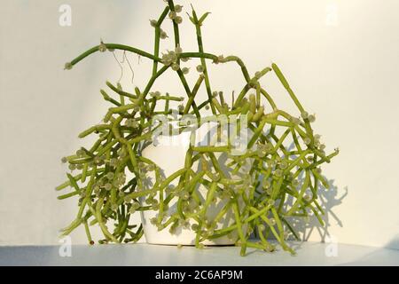 Rhipsalis baccifera subs. Shaferi, Mistelkaktus mit Früchten in einem weißen Topf. Weißer Hintergrund. Januar, Niederlande. Epiphytischer oder saxikolöser Kaktus Stockfoto