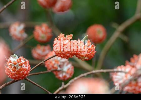 Japanischer Papierbusch Edgeworthia chrysantha Akebono Stockfoto