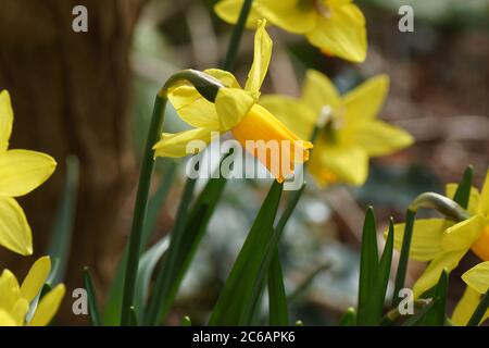 Nahaufnahme Trompete-Narzissen (Narcissus cyclamineus Tête à tête) mit gelb-orangen Blüten. Amaryllis Familie (Amaryllidaceae). Bergen, Niederlande, Febr. Stockfoto