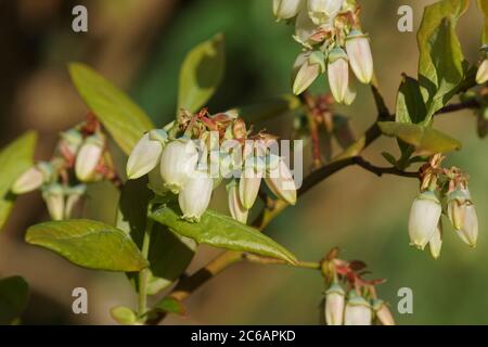 Weiße lange Glocke- oder Urnenförmige Blüten der nördlichen Hochbusch-Heidelbeere (Vaccinium corymbosum). Familie Ericaceae. Frühling, Bergen, Niederlande April Stockfoto