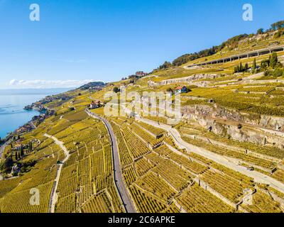 Luftaufnahme mit Drohne über Weinberge in goldener Herbstfarbe, Lake Leman und Alps Mountain. Region Lavaux, die ein UNESCO-Weltkulturerbe in der Schweiz ist Stockfoto