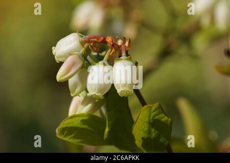 Weiße lange Glocke- oder Urnenförmige Blüten der nördlichen Hochbusch-Heidelbeere (Vaccinium corymbosum). Familie Ericaceae. Frühling, Bergen, Niederlande April Stockfoto