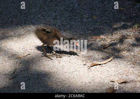 Baby Moorhen erkunden ihre neue Welt Stockfoto