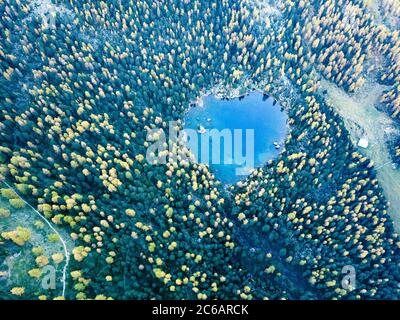 Luftaufnahme über dem herzförmigen Saoseo See in der Herbstsaison mit Pinien und Lärchen am Morgen, Schweiz Stockfoto