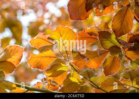 Blut-Buche Fagus sylvatica Atropunicea Stockfoto