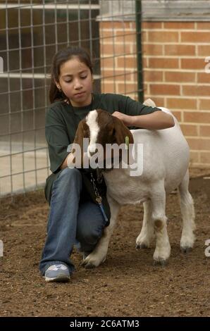 Austin, Texas, USA, 10. Januar 2005: Hispano-Mädchen aus der 5. Klasse arbeitet mit ihrer Ziege in Vorbereitung auf eine 4-H-Tiershow. Viele Kinder aus einkommensschwachen Familien bekommen ihre ersten Erfahrungen mit dem Leben auf dem Bauernhof durch das Programm. ©Bob Daemmrich Stockfoto