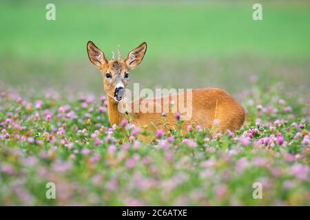 Junge Rehe Bock in blühenden Klee im Sommer stehen. Stockfoto