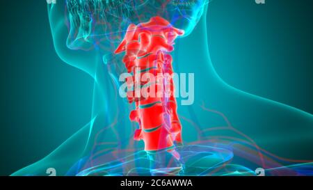 Menschliches Skelett Wirbelsäule Halswirbel Anatomie 3D Illustration Stockfoto