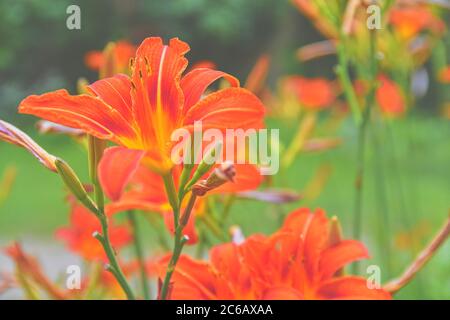 Orangener Seerose, Feuerlilie und Tigerlilie. Lateinischer Name - Lilium bulbiferum Stockfoto