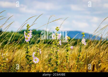 Marsh-Malbe (Althaea officinalis) in einem Weizenfeld Stockfoto