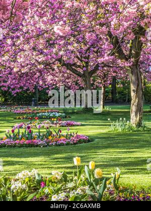 Blumenbeete aus Tulpen, Polyanthus und Bellis-Gänseblümchen und blühenden rosa Kirschbäumen in einem städtischen öffentlichen Park in England. Stockfoto