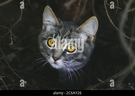 Nahaufnahme liebenswert Kurzhaar gestreifte graue Katze mit goldenen Augen im Freien. Stockfoto