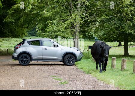 4. Juli 2020 - England, UK: Schwarze Kuh, die neben dem geparkten Silberauto auf dem Land läuft Stockfoto