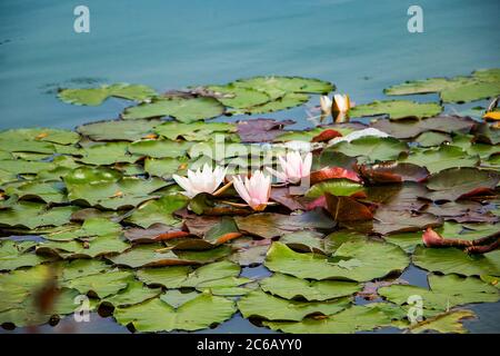 Rosa Lotusse in klarem Wasser. Schöne Seerosen im Teich. Asiatische Blume - ein Symbol für Ruhe und Entspannung. Stockfoto