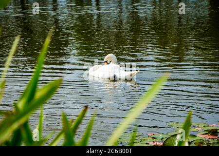 Ein schöner weißer Schwan schwimmt in einem Teich in klarem Wasser zwischen Lotussen. Stockfoto