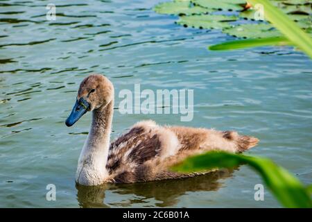 Junge flauschige Schwäne schwimmen im Teich im klaren Wasser. Stockfoto