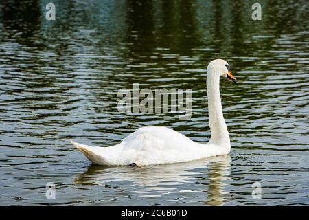Ein schöner weißer Schwan schwimmt in einem Teich in klarem Wasser zwischen Lotussen. Stockfoto