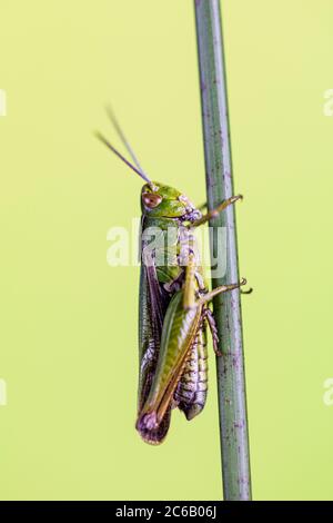 Ein gewöhnlicher Grasbehälter, der vor der Freigabe in einer kontrollierten Umgebung fotografiert wurde. Stockfoto