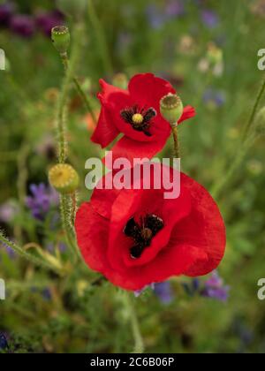 Vertikale Ansicht von zwei roten Mohnblumen und Knospen in einem Feld von Wildblumen Stockfoto