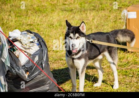 Selbstgemachter Hund an der Leine in der Nähe von Müllsäcken. Das Problem der Ausbildung von Haustieren. Das Tier sucht nach Nahrung im Müll. Stockfoto