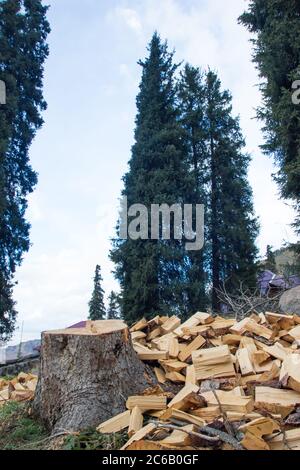 Ein Haufen Brennholz neben einem gesägten Baum. Stumpf auf dem Hintergrund von Kiefern Stockfoto