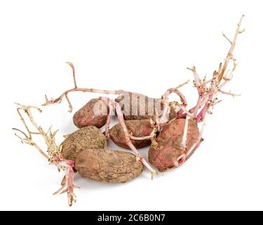 Alte gekeimte Kartoffeln Rosa auf weißem Hintergrund. Großen Sprossen Stockfoto