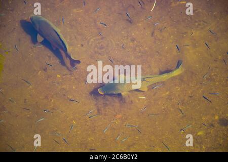 Große schöne Fische schwimmen im klaren Wasser in einem Teich. Welse essen Nahrung. Stockfoto