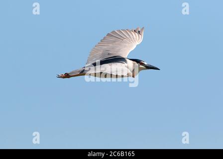 Schwarz-gekrönter Nachtreiher, der mit offenen Flügeln in einem wolkenlosen blauen Himmel fliegt. Stockfoto