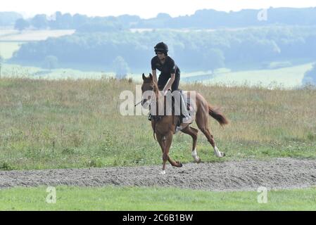 Pferd auf Middleham niedrigen Moor Galopps Stockfoto