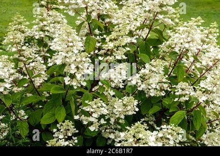 Hydrangea paniculata Stockfoto